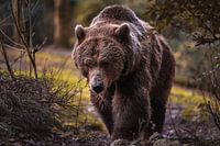 Braunbär