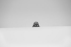 A lone tree in the middle of a snowy winter landscape. von Carlos Charlez