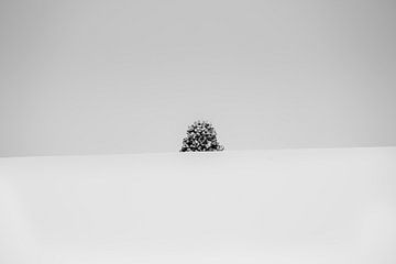 A lone tree in the middle of a snowy winter landscape.