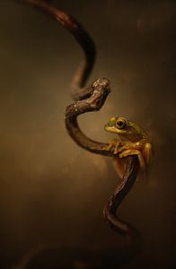 yellow frog van hanny bosveld