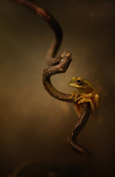 yellow frog