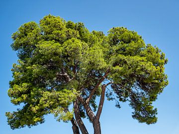 Grote den in het noordelijke Middellandse-Zeegebied van Animaflora PicsStock