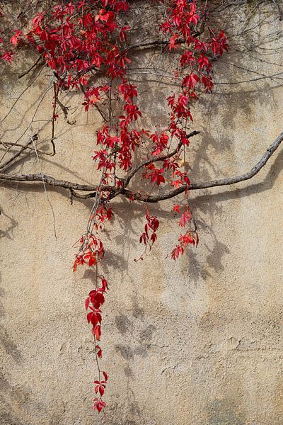 Herbst in Kaysersberg im Elsass, Frankreich (stehend) von André Blom Fotografie Utrecht