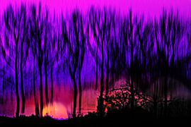 Feuerwald van Bianka Hesse