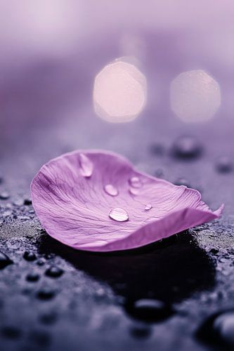 Wet petal on a smooth surface by Poster Art Shop
