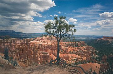 Eenzame maar sterke boom in Bryce
