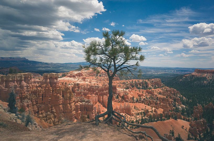 Arbre solitaire mais fort à Bryce par Jasper van der Meij