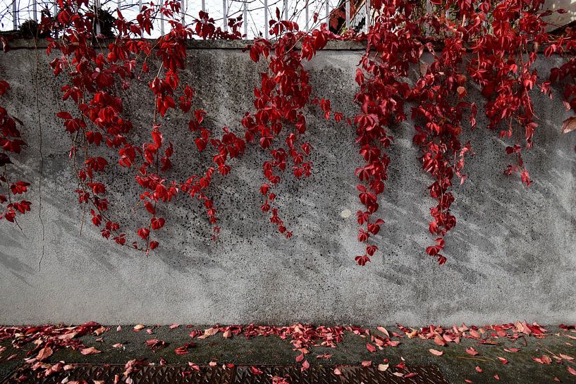 Roter Efeu, der wie ein Wasserfall über eine Wand hängt von Studio LE-gals