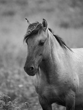 Porträt eines Konikpferdes von Astrid Brouwers