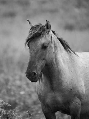 Portret van konik paard van Astrid Brouwers