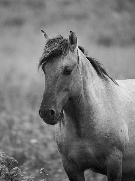 Porträt eines Konikpferdes von Astrid Brouwers