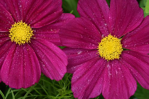 Van kosmosbloemen tot de tuin