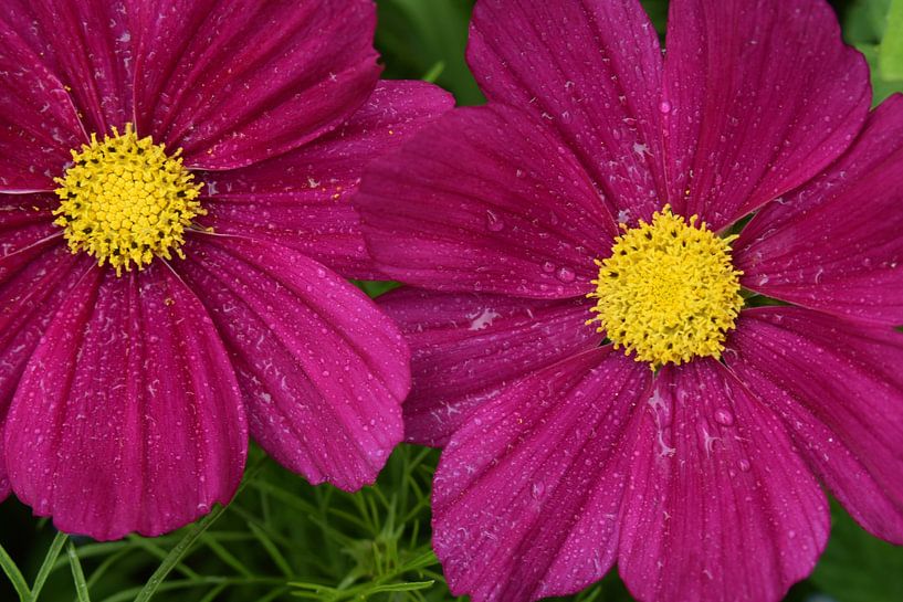 From cosmos flowers to the garden by Claude Laprise