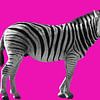 Zebra op roze Zebra in zwart wit op een roze achtergrond van Patricia Hofmeester
