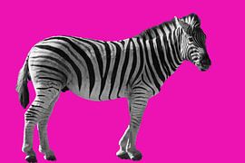 Zebra on pink Zebra in black and white on a pink background