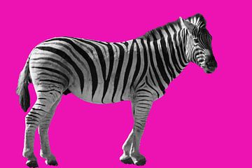Zebra on pink Zebra in black and white on a pink background