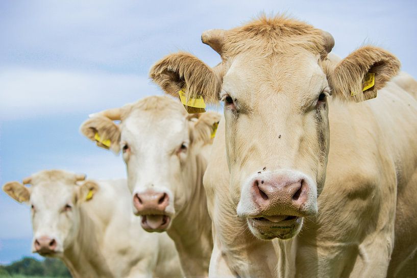 Nahaufnahme von drei braune Kühe die in die Kamera schauen von Ben Schonewille