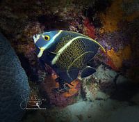 French Angelfish Transitional Phase, Bonaire