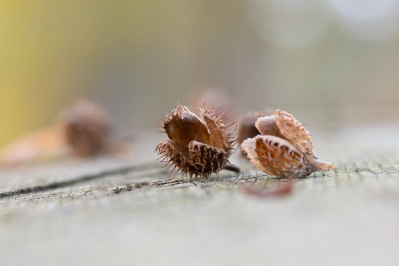 Gefallene Bucheckern von Ronnie Schuringa