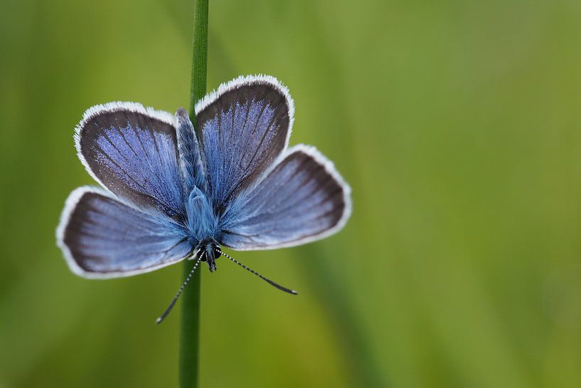 Alcon Blue Butterfly by Astrid Brouwers