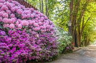 Rhododendron an der Brunnenallee im Kurpark von Bad Homburg van Christian Müringer thumbnail