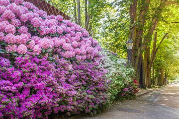 Rhododendron an der Brunnenallee im Kurpark von Bad Homburg by Christian Müringer