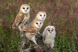 Familie Schleiereule.