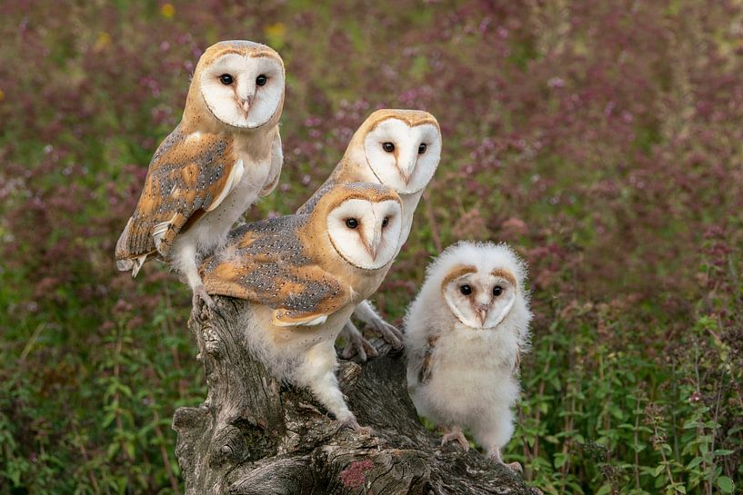 Family barn owl. by Albert Beukhof
