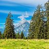 Bäume auf der Litzlalm in den Alpen in Österreich von Rico Ködder