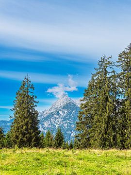 Bäume auf der Litzlalm in den Alpen in Österreich