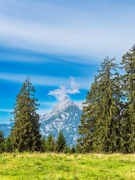 Bäume auf der Litzlalm in den Alpen in Österreich von Rico Ködder