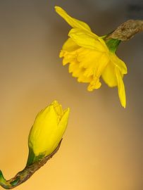 Daffodils by Hans van der Putten