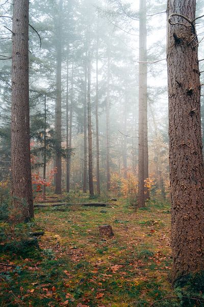 Fog in the forest by Niek Wittenberg