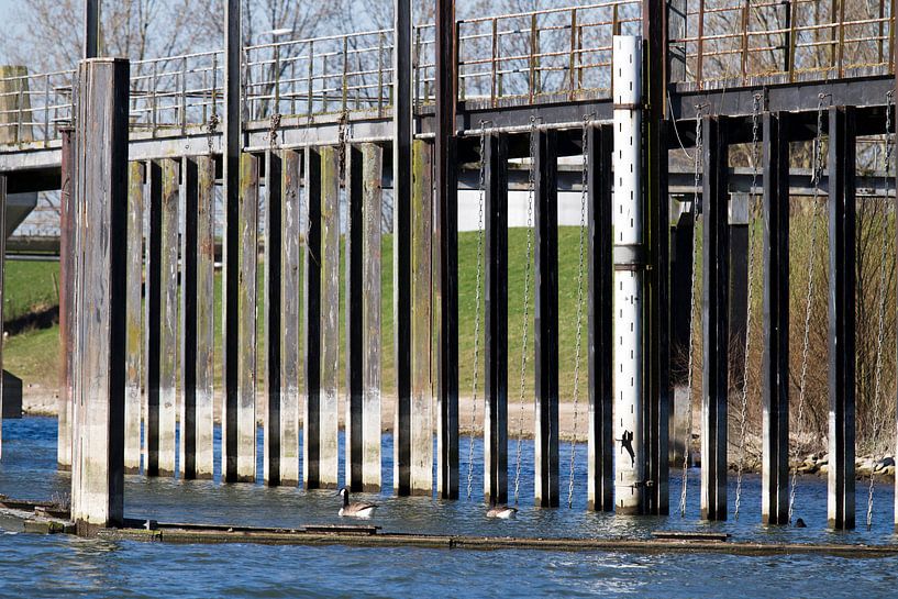 Staanders in water bij IJsselcentrale Zwolle by Maike Meuter
