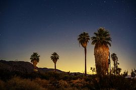 Palmiers de la nuit sur Walljar