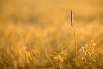 Wheat by Vincent van den Hurk