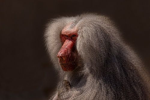Mantelbaviaan, (Papio hamadryas)