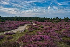 Heidelandschaft Drouwenerzand in Holland