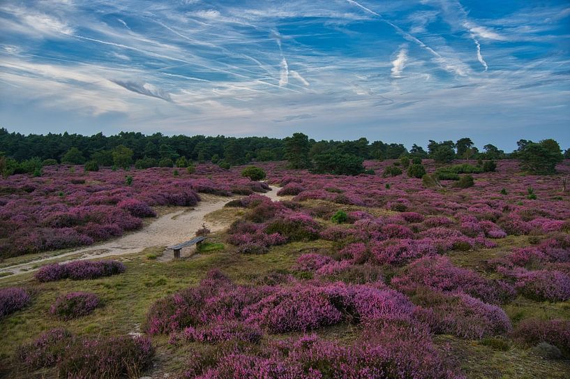 Drouwenerzand heathland in Holland by Tanja Voigt