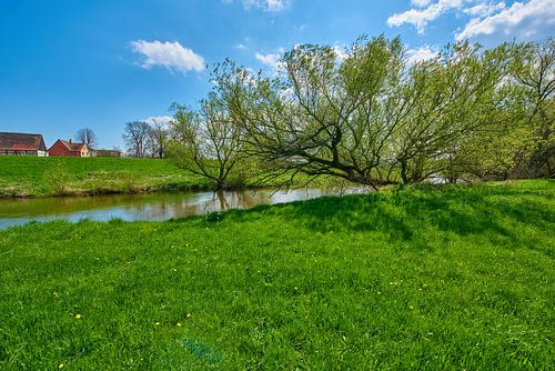 Wilgen in een uiterwaard