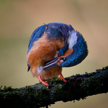 IJsvogel poetst zich