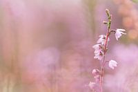 Flower of the Heath