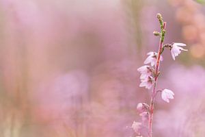 Blume der Heidelandschaft