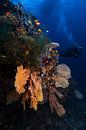 Diving by Barathieu Gabriel thumbnail