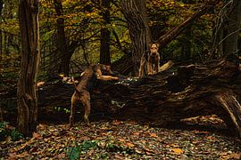 Thirsty dog! by Anne Ponsen