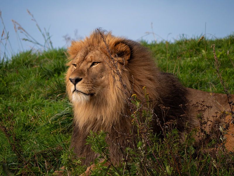 lion by snippefotografie