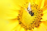 Biene von Michelle Zwakhalen Miniaturansicht