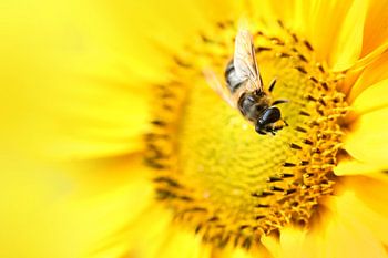 Abeille