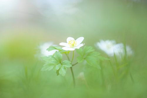 Dromerige Bosanemoon in Groen en Wit