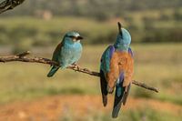 Das Dabbler-Männchen begrüßt sein Weibchen.